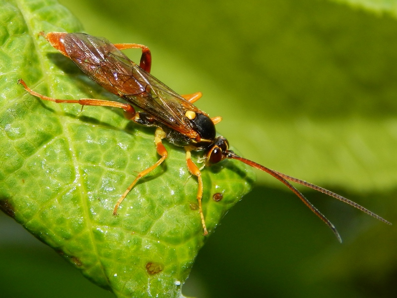 Ichneumonidae: cfr. Callajoppa cirrogaster